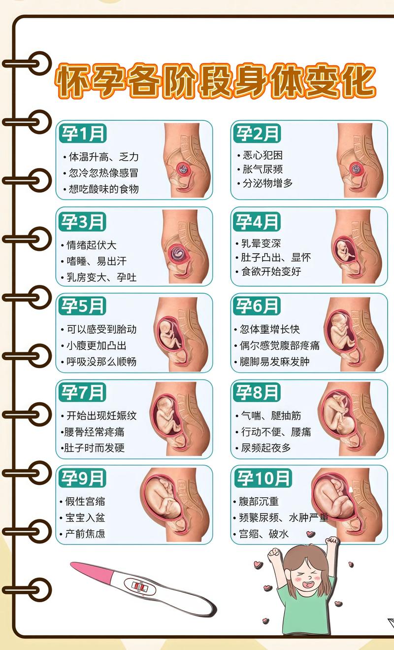 揭秘供卵代孕妈妈怀孕小腹分两节，孕期变化的奥秘宁河代生机构: